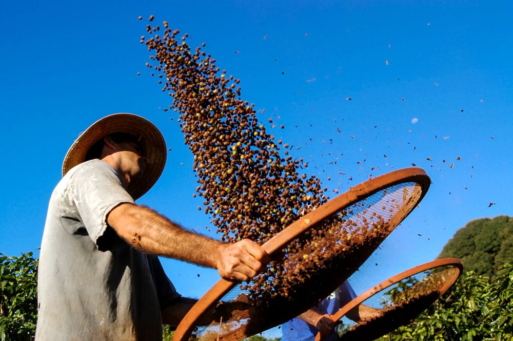 Coffee Beans and Genetic Engineering – A1 Coffee