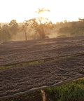 Ethiopian Hambella Speciality Coffee Beans