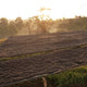 Ethiopian Hambella Speciality Coffee Beans