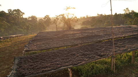 Ethiopian Hambella Speciality Coffee Beans